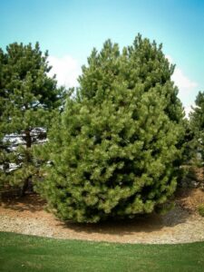 Сосна Чёрная (Pinus Nigra) купить по цене от 270.00р. в интернет-магазине «Посадика» с доставкой почтой в в Зеяе и по всей России – [изображение №1].