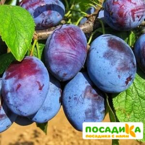 Слива Чачакская ранняя купить по цене от 229.00р. в интернет-магазине «Посадика» с доставкой почтой в в Зеяе и по всей России – [изображение №1].