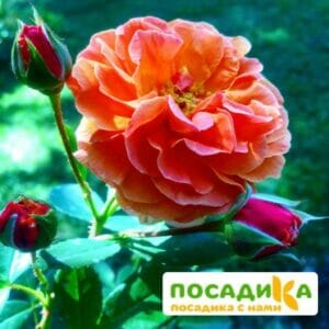 Роза Арабия купить по цене от 350.00р. в интернет-магазине «Посадика» с доставкой почтой в в Зеяе и по всей России – [изображение №1].