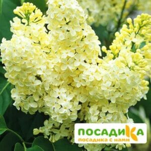 Сирень Примроуз (Primrose) купить по цене от 529.00р. в интернет-магазине «Посадика» с доставкой почтой в в Зеяе и по всей России – [изображение №1].