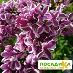 Сирень Сенсация купить по цене от 529.00р. в интернет-магазине «Посадика» с доставкой почтой в в Зеяе и по всей России – [изображение №1].