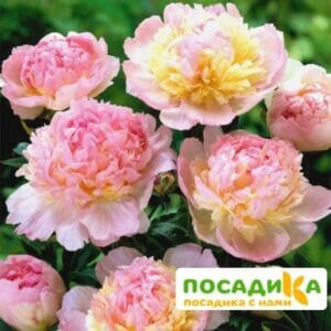 Пион Распберри Сандей (Paeonia Raspberry Sundae) купить по цене от 959р. в интернет-магазине «Посадика» с доставкой почтой в в Зеяе и по всей России – [изображение №1].