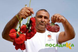 Клубника Гигант Джорнея купить по цене от 266р. в интернет-магазине «Посадика» с доставкой почтой в в Зеяе и по всей России – [изображение №1].