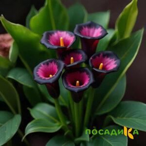 Калла Аура Лейс купить по цене от 400р. в интернет-магазине «Посадика» с доставкой почтой в в Зеяе и по всей России – [изображение №1].