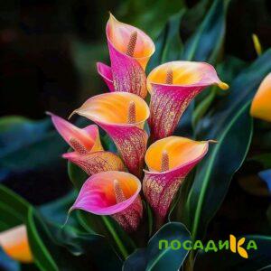 Калла Оникс купить по цене от 450р. в интернет-магазине «Посадика» с доставкой почтой в в Зеяе и по всей России – [изображение №1].