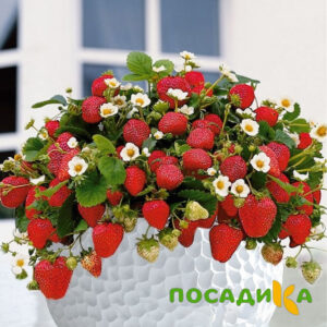 Клубника Рубиновый Шепот (горшечная) купить по цене от 240р. в интернет-магазине «Посадика» с доставкой почтой в в Зеяе и по всей России – [изображение №1].