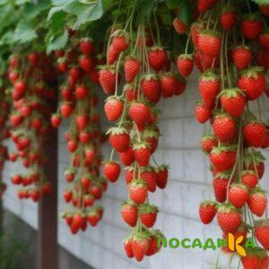 Клубника вьющаяся Комплимент купить по цене от 470р. в интернет-магазине «Посадика» с доставкой почтой в в Зеяе и по всей России – [изображение №1].