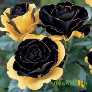 Роза Ханни Сикл купить по цене от 700р. в интернет-магазине «Посадика» с доставкой почтой в в Зеяе и по всей России – [изображение №1].
