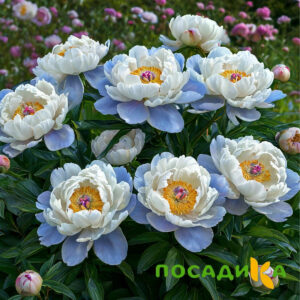 Пион акварельный Этюд купить по цене от 806р. в интернет-магазине «Посадика» с доставкой почтой в в Зеяе и по всей России – [изображение №1].
