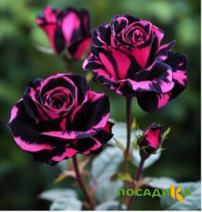 Роза Багровый Шепот купить по цене от 366р. в интернет-магазине «Посадика» с доставкой почтой в в Зеяе и по всей России – [изображение №1].