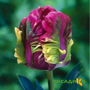 Тюльпан Экзотик Хэвен купить по цене от 186р. в интернет-магазине «Посадика» с доставкой почтой в в Зеяе и по всей России – [изображение №1].