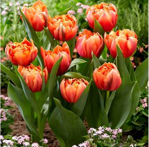 Тюльпан Гудошник Дабл купить по цене от 185р. в интернет-магазине «Посадика» с доставкой почтой в в Зеяе и по всей России – [изображение №1].