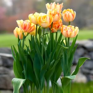 Тюльпан Верона Санрайз купить по цене от 280р. в интернет-магазине «Посадика» с доставкой почтой в в Зеяе и по всей России – [изображение №1].