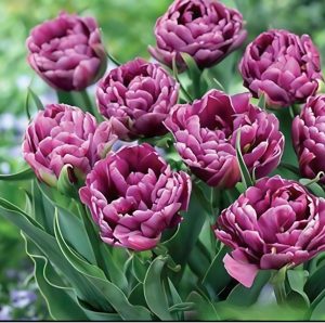 Тюльпан Айс Крим купить по цене от 430р. в интернет-магазине «Посадика» с доставкой почтой в в Зеяе и по всей России – [изображение №1].