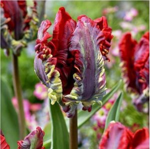 Тюльпан Рококо купить по цене от 350р. в интернет-магазине «Посадика» с доставкой почтой в в Зеяе и по всей России – [изображение №1].