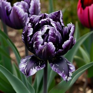 Тюльпан Индиго купить по цене от 600р. в интернет-магазине «Посадика» с доставкой почтой в в Зеяе и по всей России – [изображение №1].