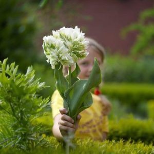 Тюльпан Супер Пэррот купить по цене от 360р. в интернет-магазине «Посадика» с доставкой почтой в в Зеяе и по всей России – [изображение №1].