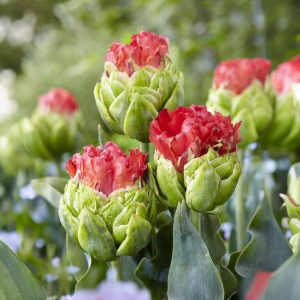 Тюльпан Бычий Глаз купить по цене от 275р. в интернет-магазине «Посадика» с доставкой почтой в в Зеяе и по всей России – [изображение №1].