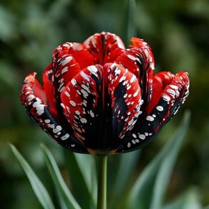 Тюльпан Вельвет Файер купить по цене от 394р. в интернет-магазине «Посадика» с доставкой почтой в в Зеяе и по всей России – [изображение №1].