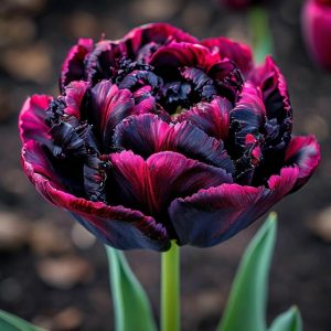 Тюльпан Фламинго купить по цене от 500р. в интернет-магазине «Посадика» с доставкой почтой в в Зеяе и по всей России – [изображение №1].