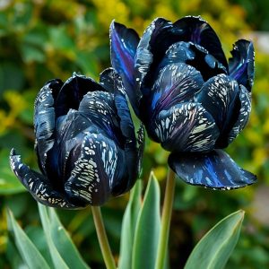 Тюльпан Блю Фог купить по цене от 500р. в интернет-магазине «Посадика» с доставкой почтой в в Зеяе и по всей России – [изображение №1].