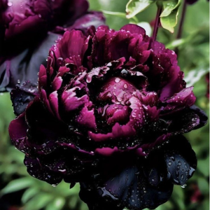Пион Темный Сад купить по цене от 421р. в интернет-магазине «Посадика» с доставкой почтой в в Зеяе и по всей России – [изображение №1].