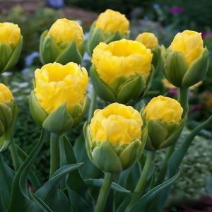 Тюльпан махровый Ванила Коп купить по цене от 159р. в интернет-магазине «Посадика» с доставкой почтой в в Зеяе и по всей России – [изображение №1].