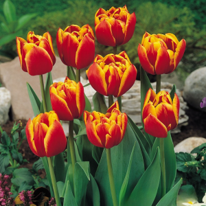 Тюльпан Блэк Фаер купить по цене от 275р. в интернет-магазине «Посадика» с доставкой почтой в в Зеяе и по всей России – [изображение №1].