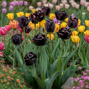 Тюльпан махровый Рейдинс Дарк купить по цене от 230р. в интернет-магазине «Посадика» с доставкой почтой в в Зеяе и по всей России – [изображение №1].
