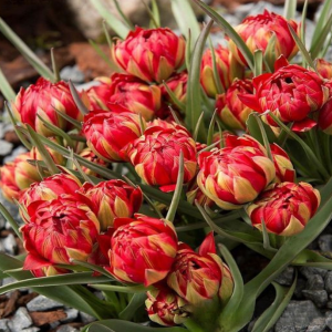 Тюльпан Ап Пинк купить по цене от 390р. в интернет-магазине «Посадика» с доставкой почтой в в Зеяе и по всей России – [изображение №1].