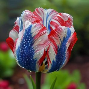 Тюльпан Ремс Сенсейшн купить по цене от 219р. в интернет-магазине «Посадика» с доставкой почтой в в Зеяе и по всей России – [изображение №1].