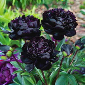 Пион Королевский Бархат купить по цене от 419р. в интернет-магазине «Посадика» с доставкой почтой в в Зеяе и по всей России – [изображение №1].