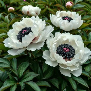 Пион Инк Эн купить по цене от 429р. в интернет-магазине «Посадика» с доставкой почтой в в Зеяе и по всей России – [изображение №1].