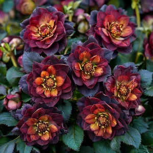 Морозник Сноу Дроп купить по цене от 348р. в интернет-магазине «Посадика» с доставкой почтой в в Зеяе и по всей России – [изображение №1].