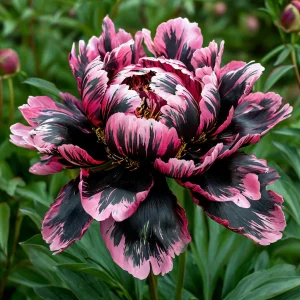 Пион Дроп Руби купить по цене от 469р. в интернет-магазине «Посадика» с доставкой почтой в в Зеяе и по всей России – [изображение №1].