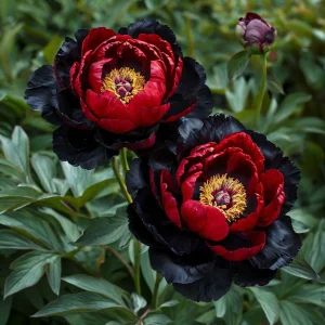 Пион Эбеновый Рубин купить по цене от 419р. в интернет-магазине «Посадика» с доставкой почтой в в Зеяе и по всей России – [изображение №1].