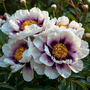 Пион Эко Саммер купить по цене от 548р. в интернет-магазине «Посадика» с доставкой почтой в в Зеяе и по всей России – [изображение №1].