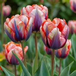 Тюльпан Эбисан Грэйс купить по цене от 217р. в интернет-магазине «Посадика» с доставкой почтой в в Зеяе и по всей России – [изображение №1].