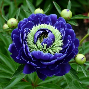 Пион Дримвивер купить по цене от 417р. в интернет-магазине «Посадика» с доставкой почтой в в Зеяе и по всей России – [изображение №1].