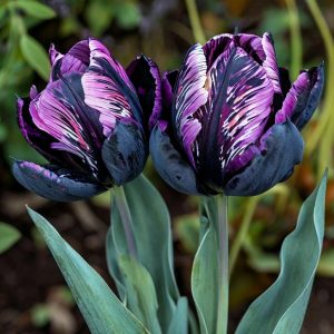 Тюльпан Блэк Каньон купить по цене от 305р. в интернет-магазине «Посадика» с доставкой почтой в в Зеяе и по всей России – [изображение №1].