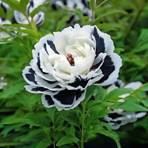 Пион Монохромный Шик купить по цене от 429р. в интернет-магазине «Посадика» с доставкой почтой в в Зеяе и по всей России – [изображение №1].