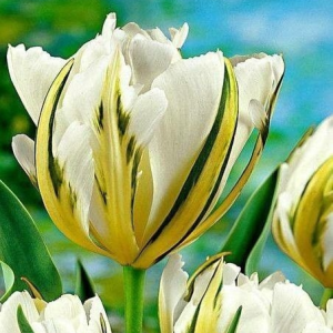 Тюльпан Экзотик Пуруссима купить по цене от 305р. в интернет-магазине «Посадика» с доставкой почтой в в Зеяе и по всей России – [изображение №1].