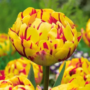 Тюльпан махровый Голден Ницц купить по цене от 361р. в интернет-магазине «Посадика» с доставкой почтой в в Зеяе и по всей России – [изображение №1].