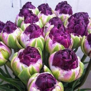 Тюльпан Анаконда купить по цене от 450р. в интернет-магазине «Посадика» с доставкой почтой в в Зеяе и по всей России – [изображение №1].