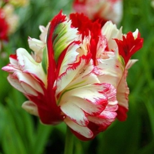 Тюльпан Эстелла Рижнвельд купить по цене от 500р. в интернет-магазине «Посадика» с доставкой почтой в в Зеяе и по всей России – [изображение №1].