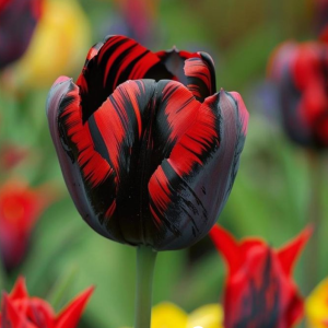 Тюльпан Блэк Перрот купить по цене от 351р. в интернет-магазине «Посадика» с доставкой почтой в в Зеяе и по всей России – [изображение №1].