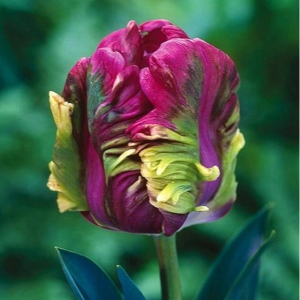 Тюльпан Экзотик Хэвен купить по цене от 186р. в интернет-магазине «Посадика» с доставкой почтой в в Зеяе и по всей России – [изображение №1].