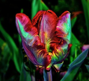 Тюльпан Эирпрайз купить по цене от 270р. в интернет-магазине «Посадика» с доставкой почтой в в Зеяе и по всей России – [изображение №1].