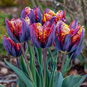 Тюльпан Опал Дрим купить по цене от 207р. в интернет-магазине «Посадика» с доставкой почтой в в Зеяе и по всей России – [изображение №1].